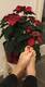 Christmas feet