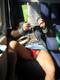 in treno